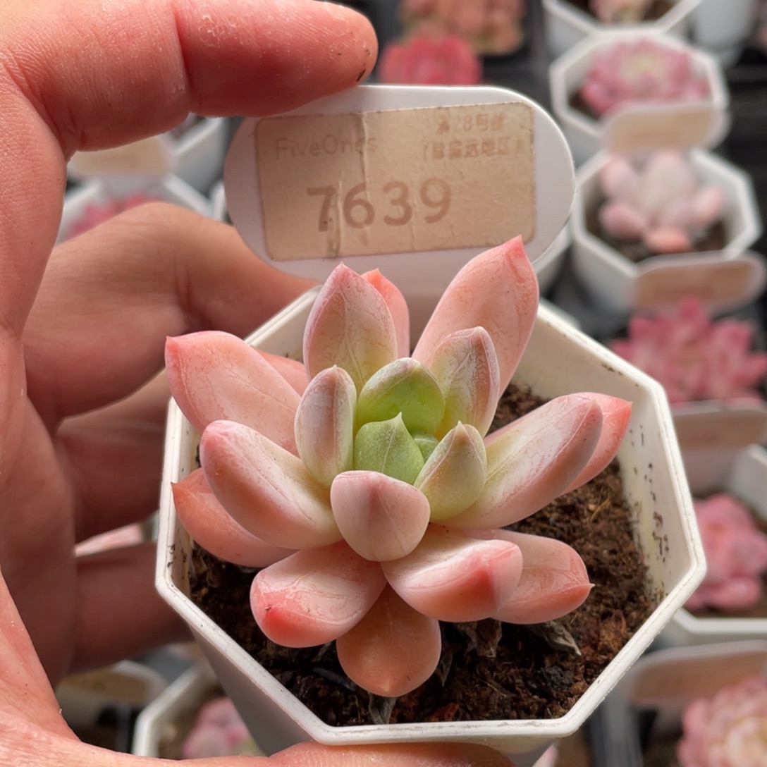 幻境7639-5.5厘米