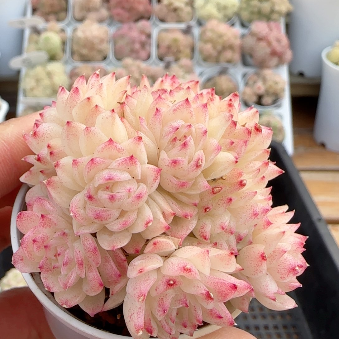 【闪购商品】0210-9珠光麦杆