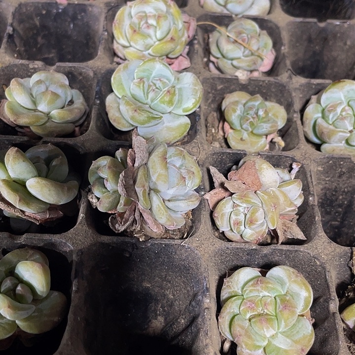 3颗一组小石榴汁3颗