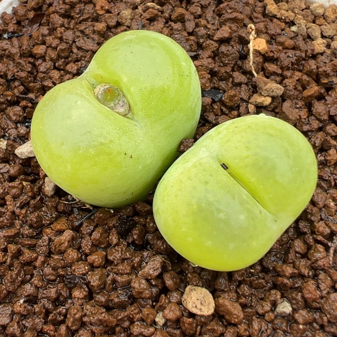 013多肉植物种类和