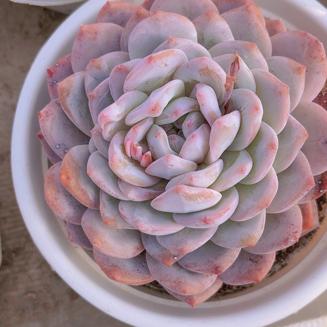 橙梦露9999999999999999