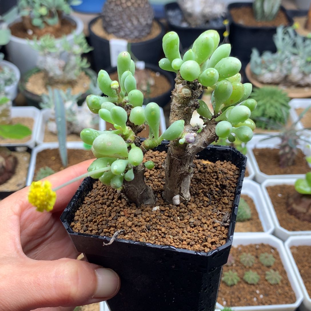 卡拉菲厚敦菊脱土