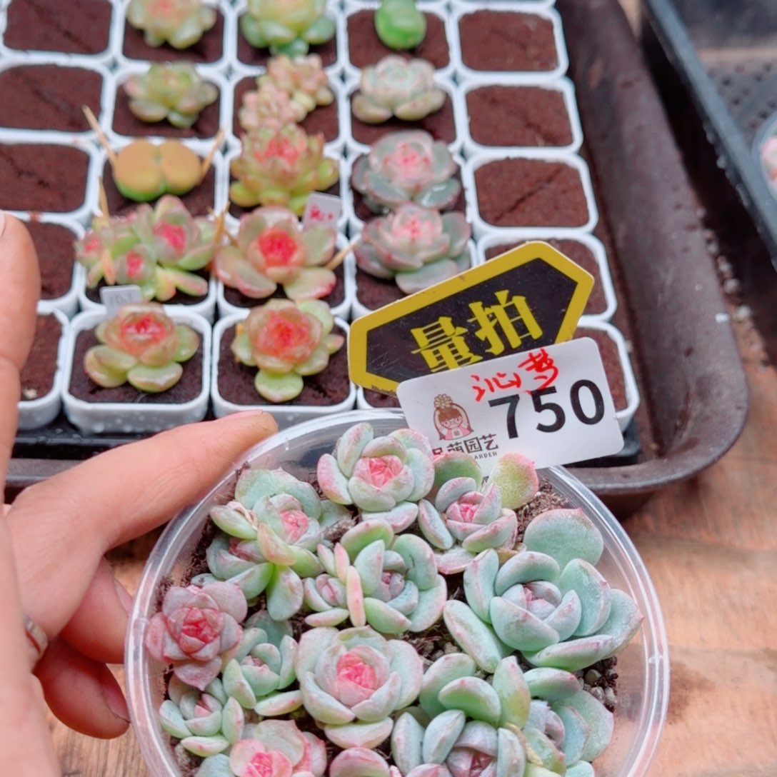多肉植物多肉植物