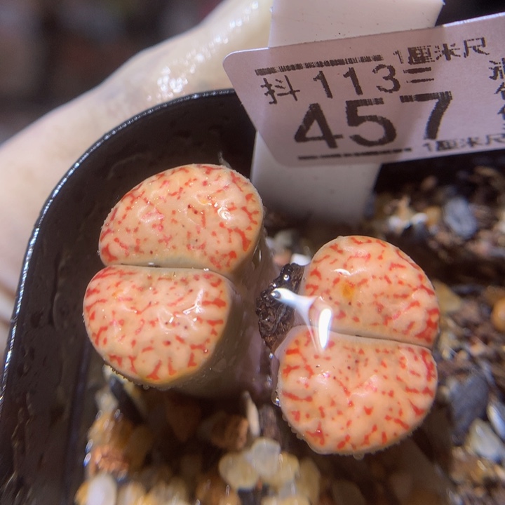 精品生石花113.457