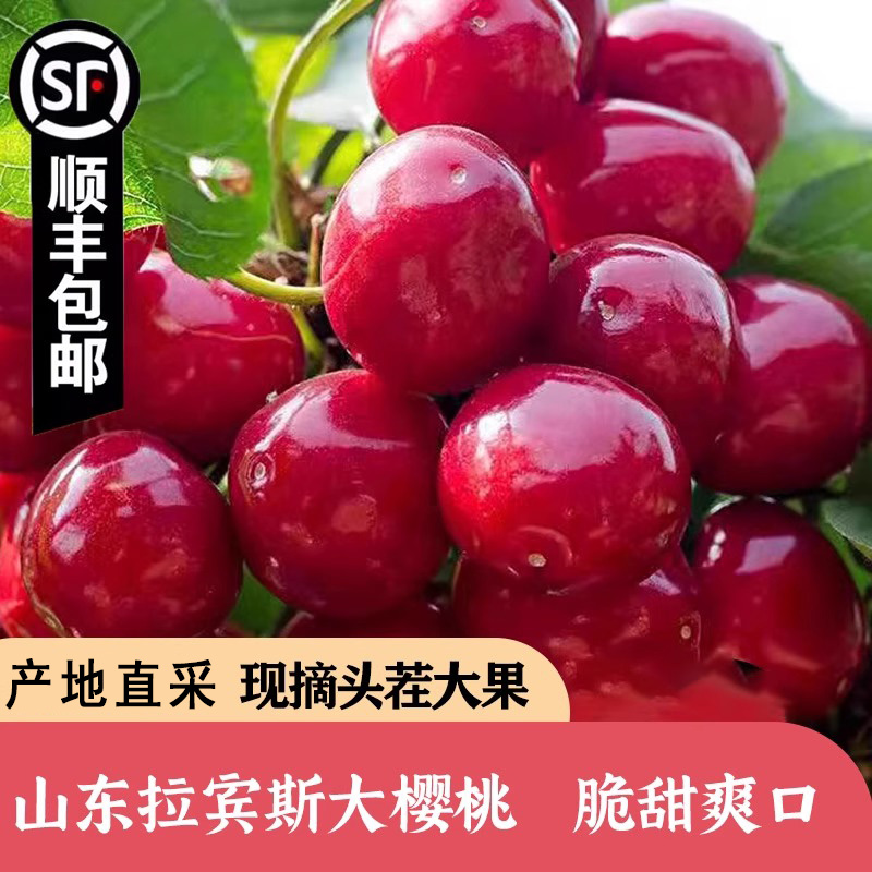 山东拉宾斯红樱桃正宗山东国产大樱桃2斤3斤5斤装R拉宾斯樱桃