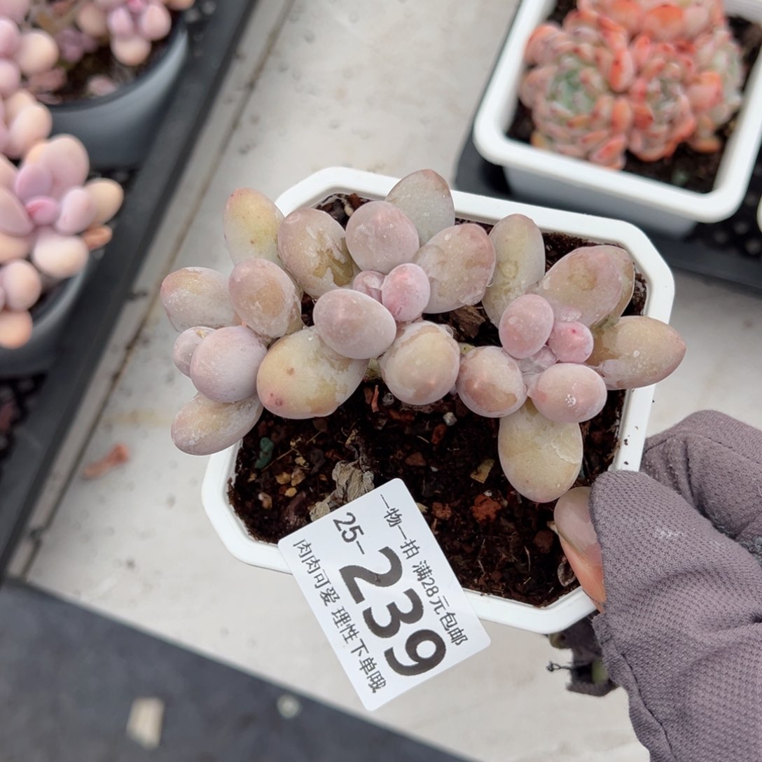 汤圆多肉多肉多肉多肉