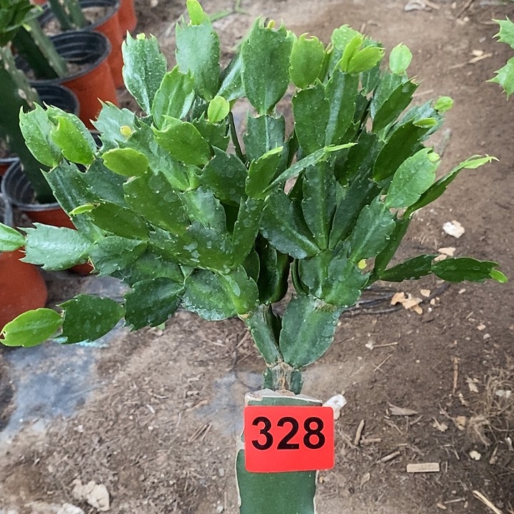 无花朵天鹅湖328号新疆不包邮