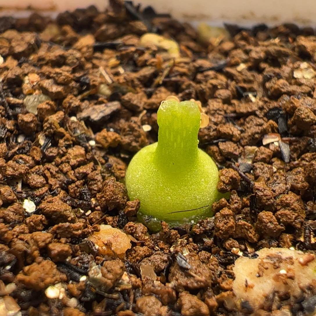 023多肉植物百科