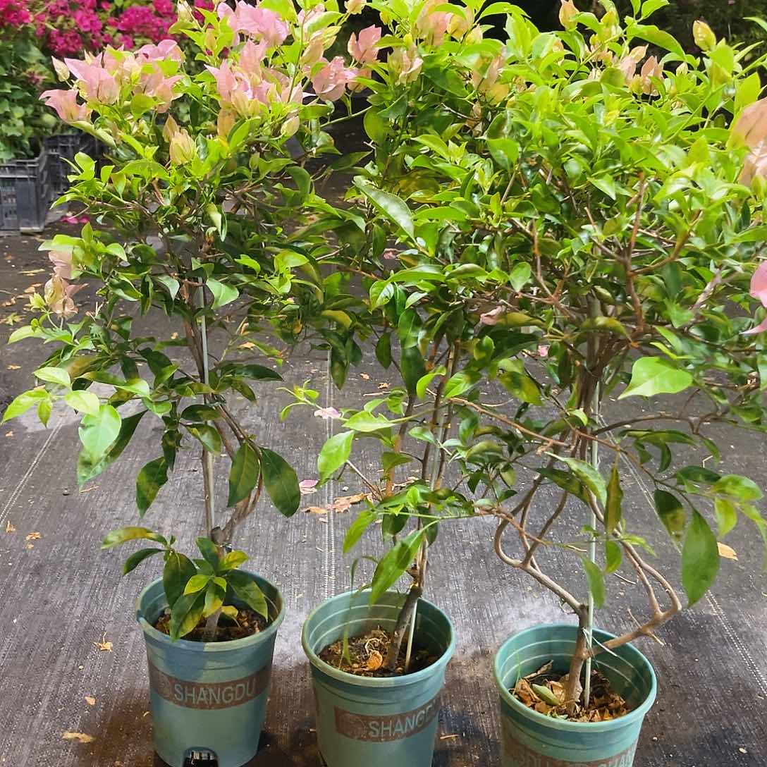 当前无花栽培后可以开花塞佛理带竹一颗