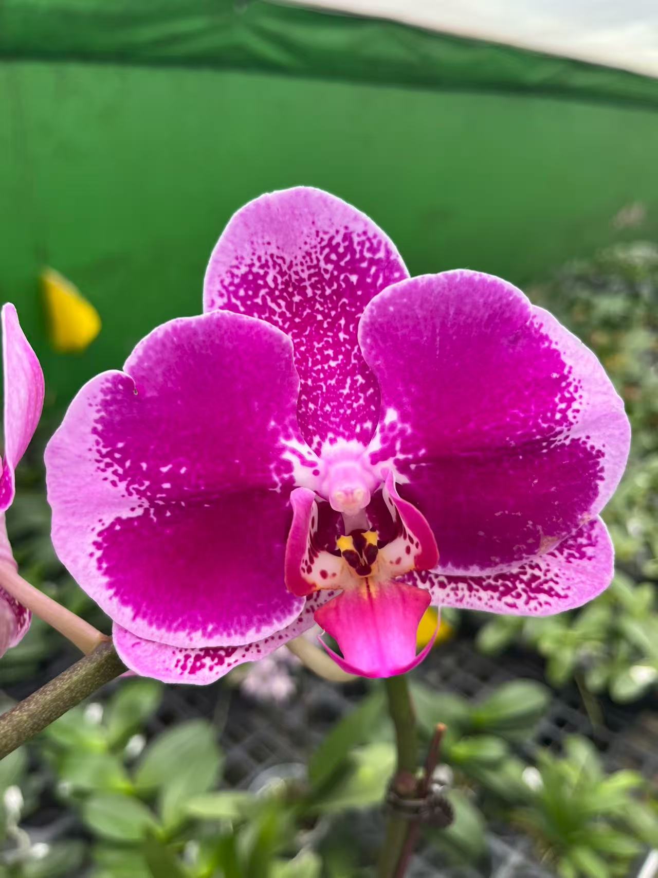 【大财主精彩】2.8寸杯紫粉红色系大花 高品质精品蝴蝶兰