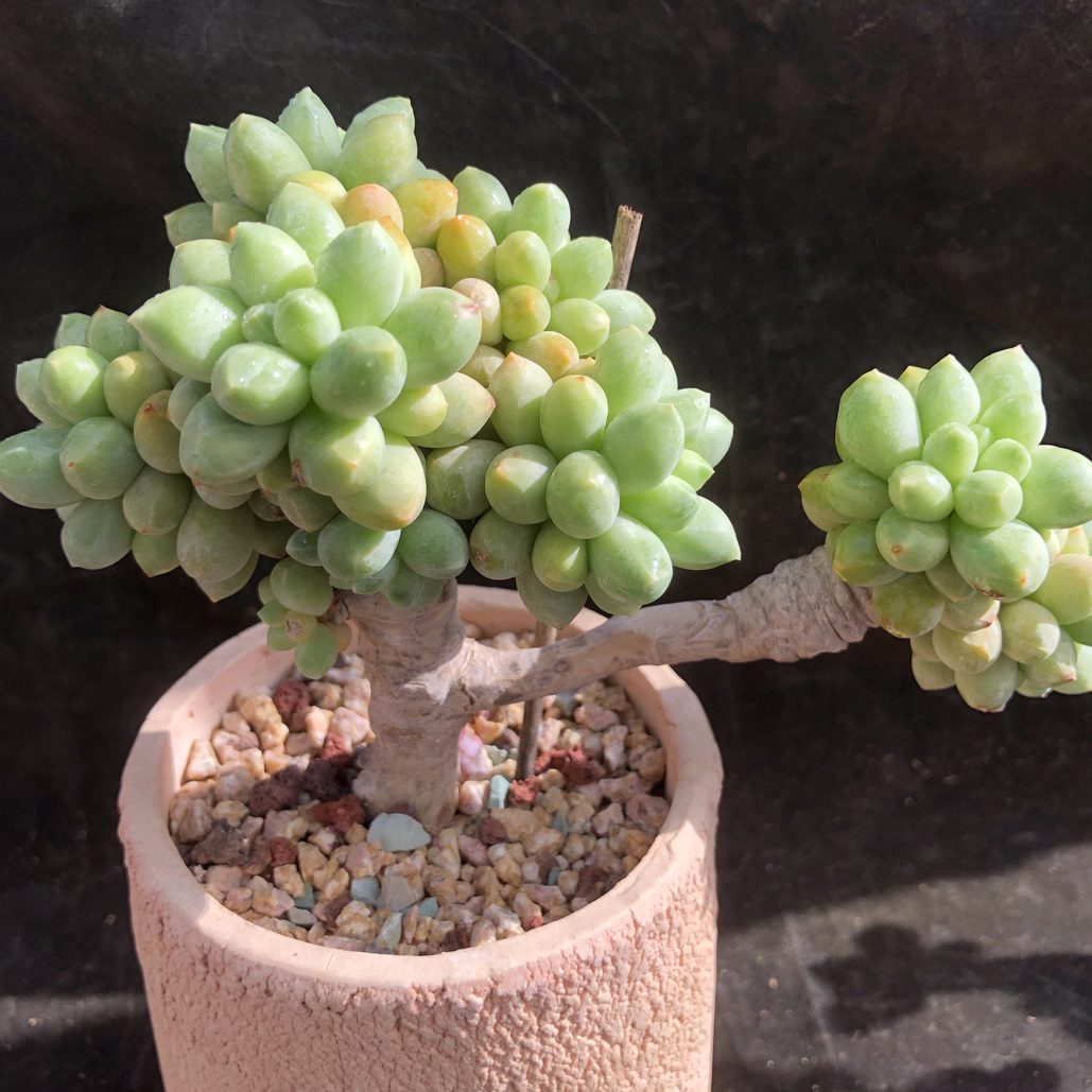 丸叶香蕉树老桩精品多肉