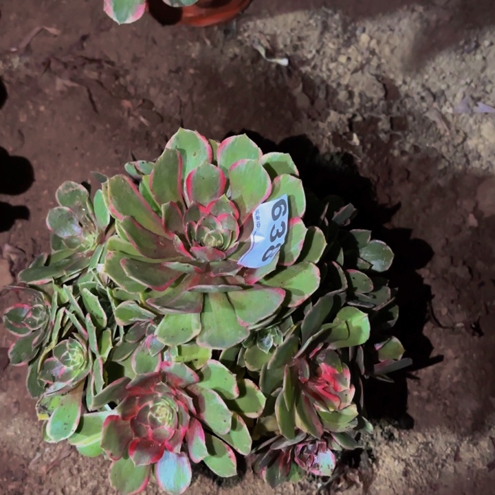 638孔雀翎多肉植物