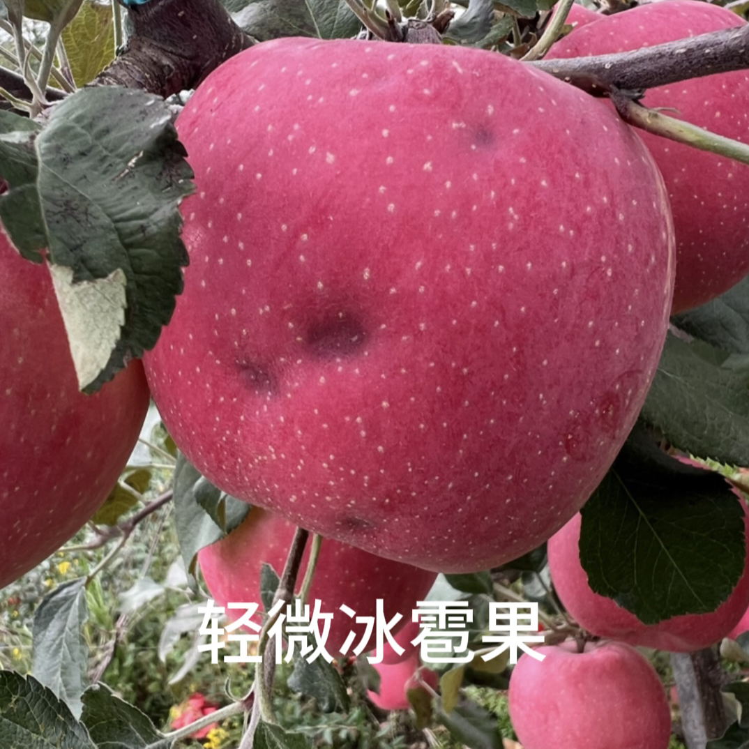 甘肃红富士苹果，脆甜多汁，源头直发，现摘现发，包邮到家
