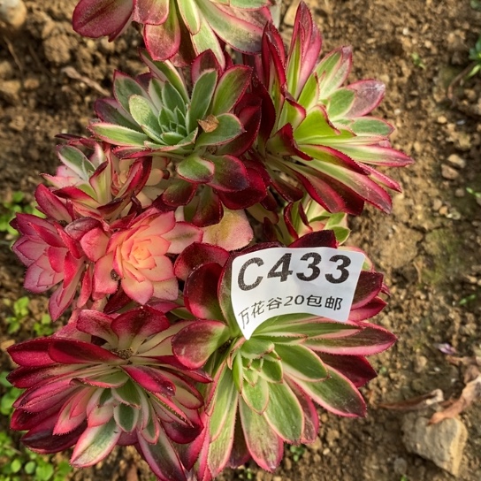 433倾城砍过嫁接多肉
