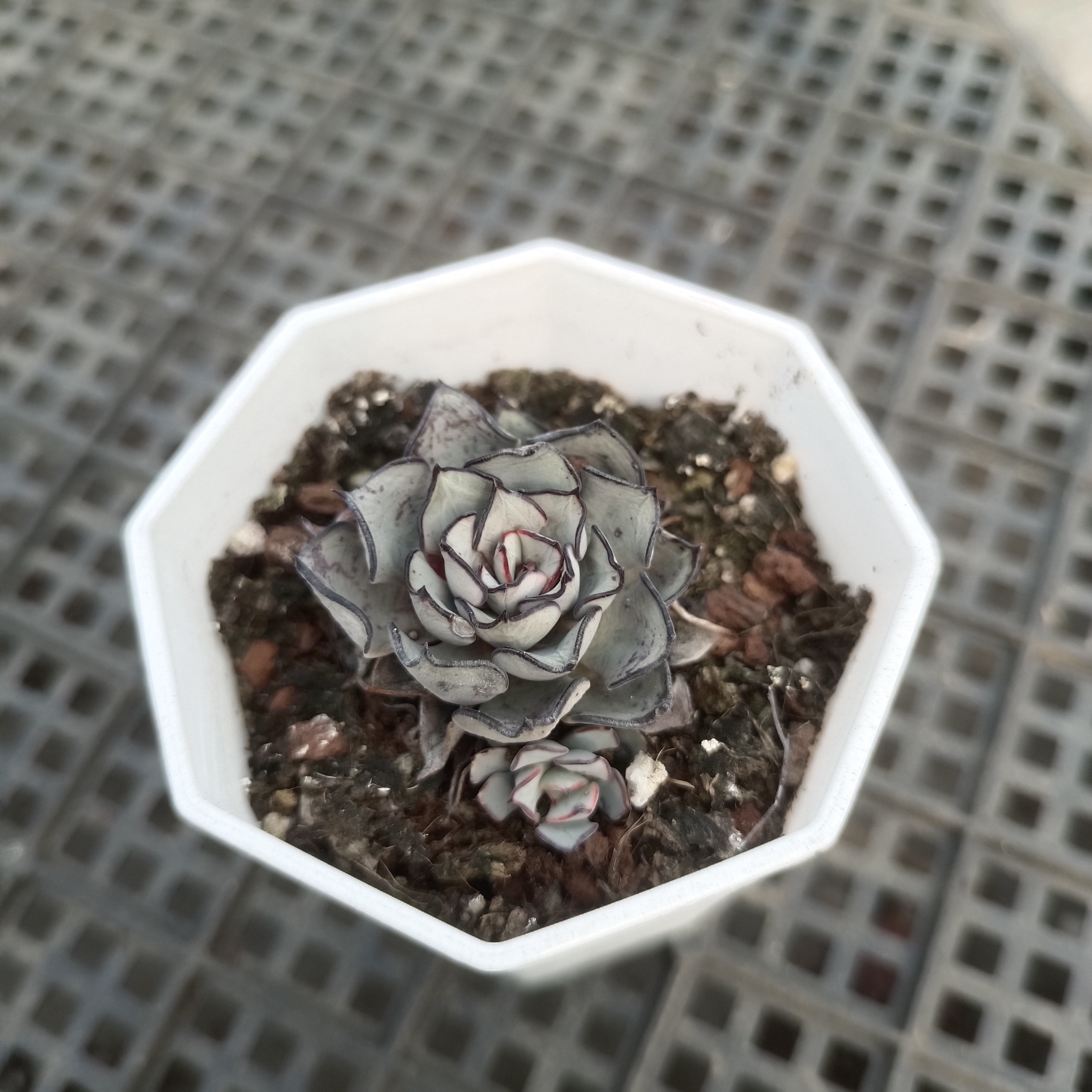 黑边剑司诺娃多肉植物 山东临沂