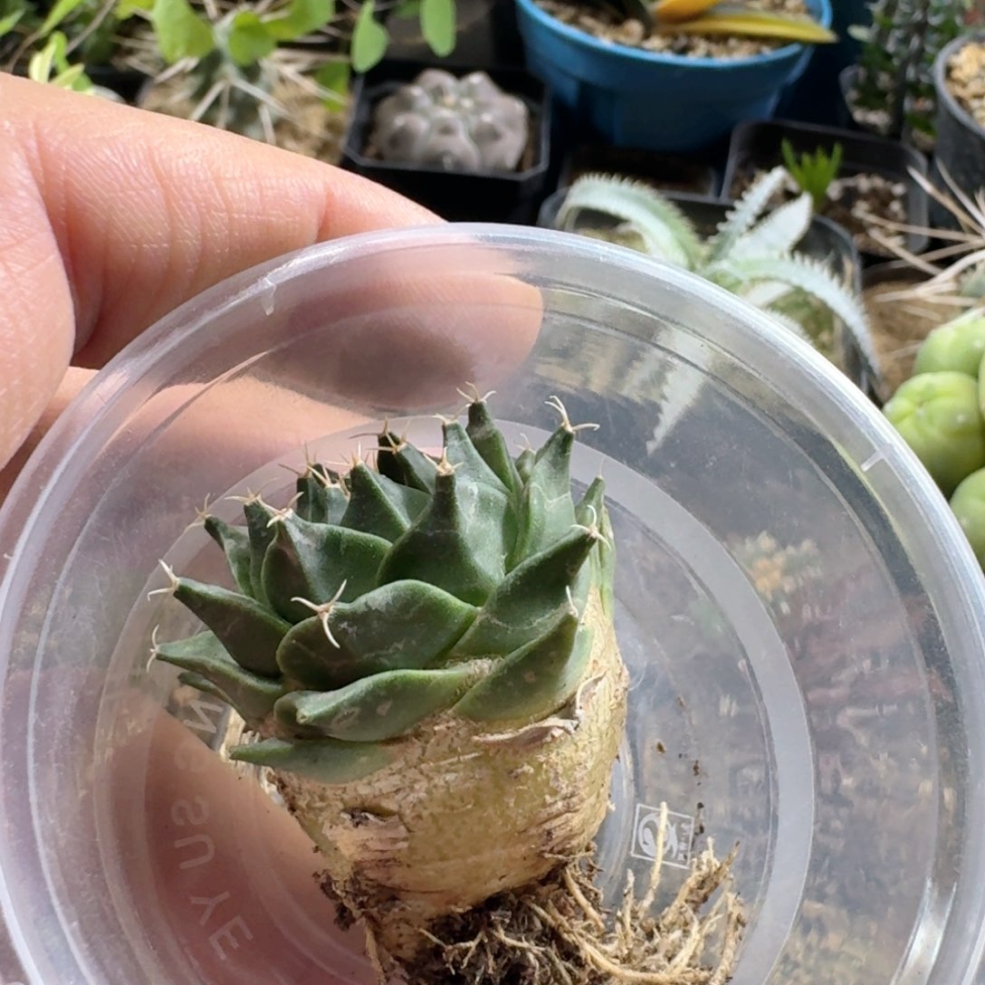 。***，109帝冠脱土发货实生