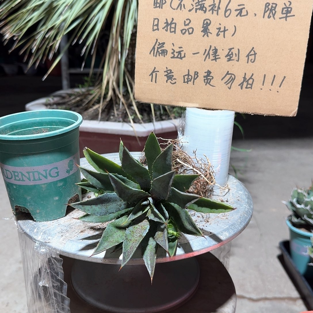 完全开放不知名血雨系龙舌兰