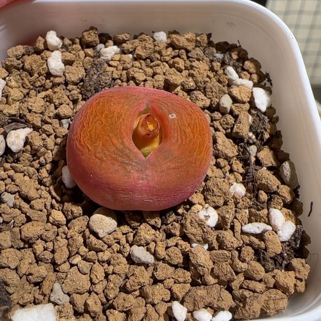 D****肉锥多肉植物组合-1712