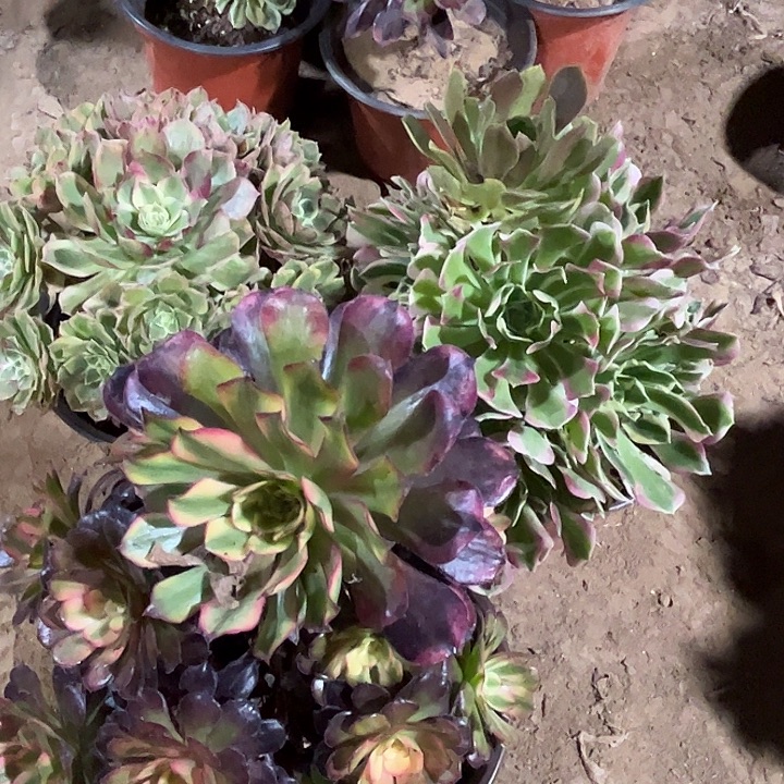 693多肉植物瑕疵特价，