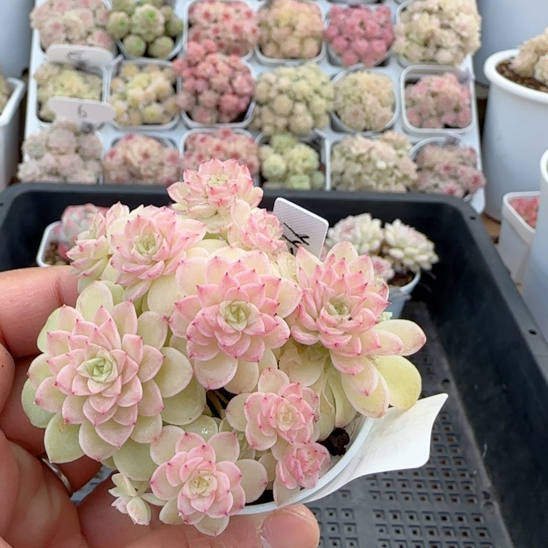 【闪购商品】0202-6（yy-2）