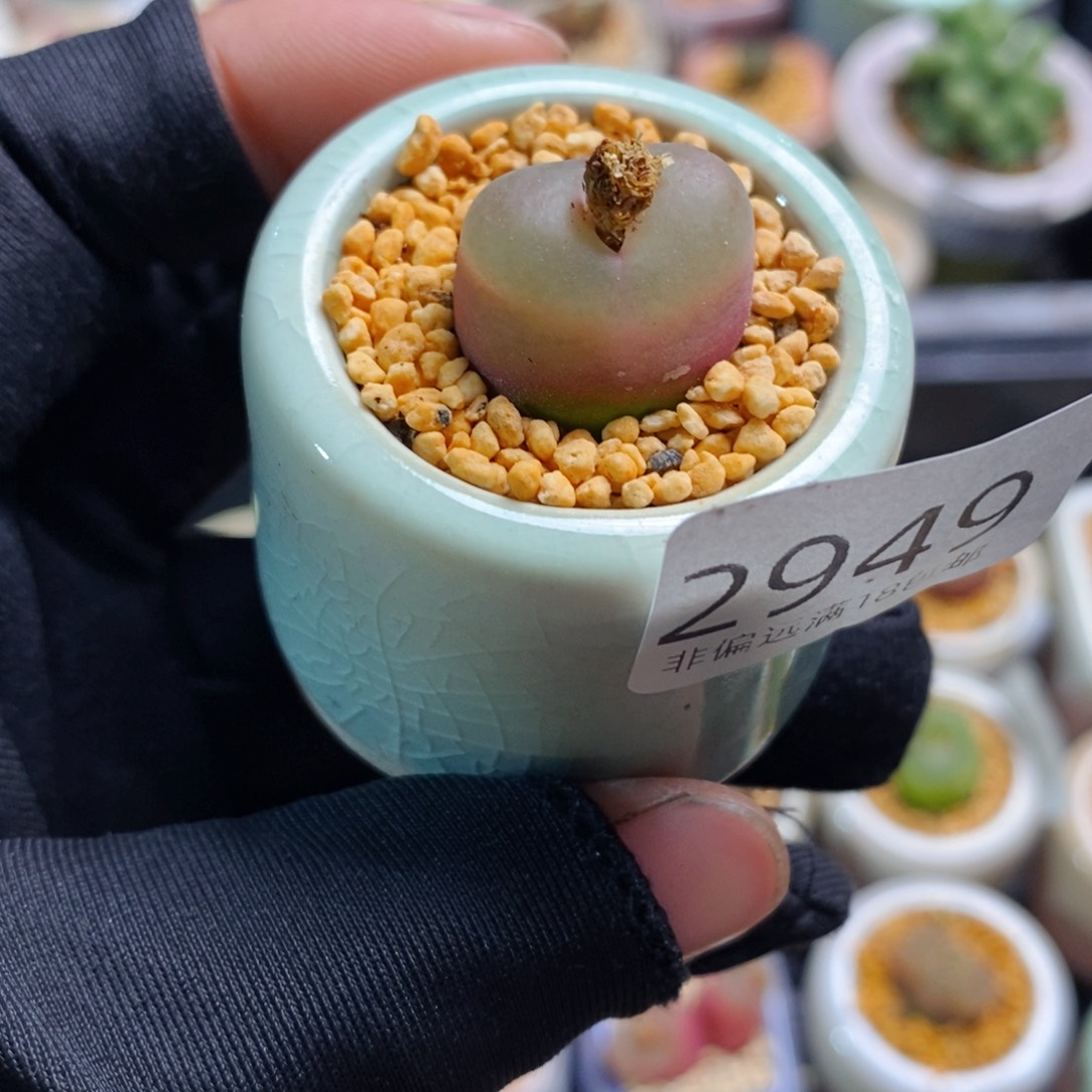 2949-一物一拍 带盆