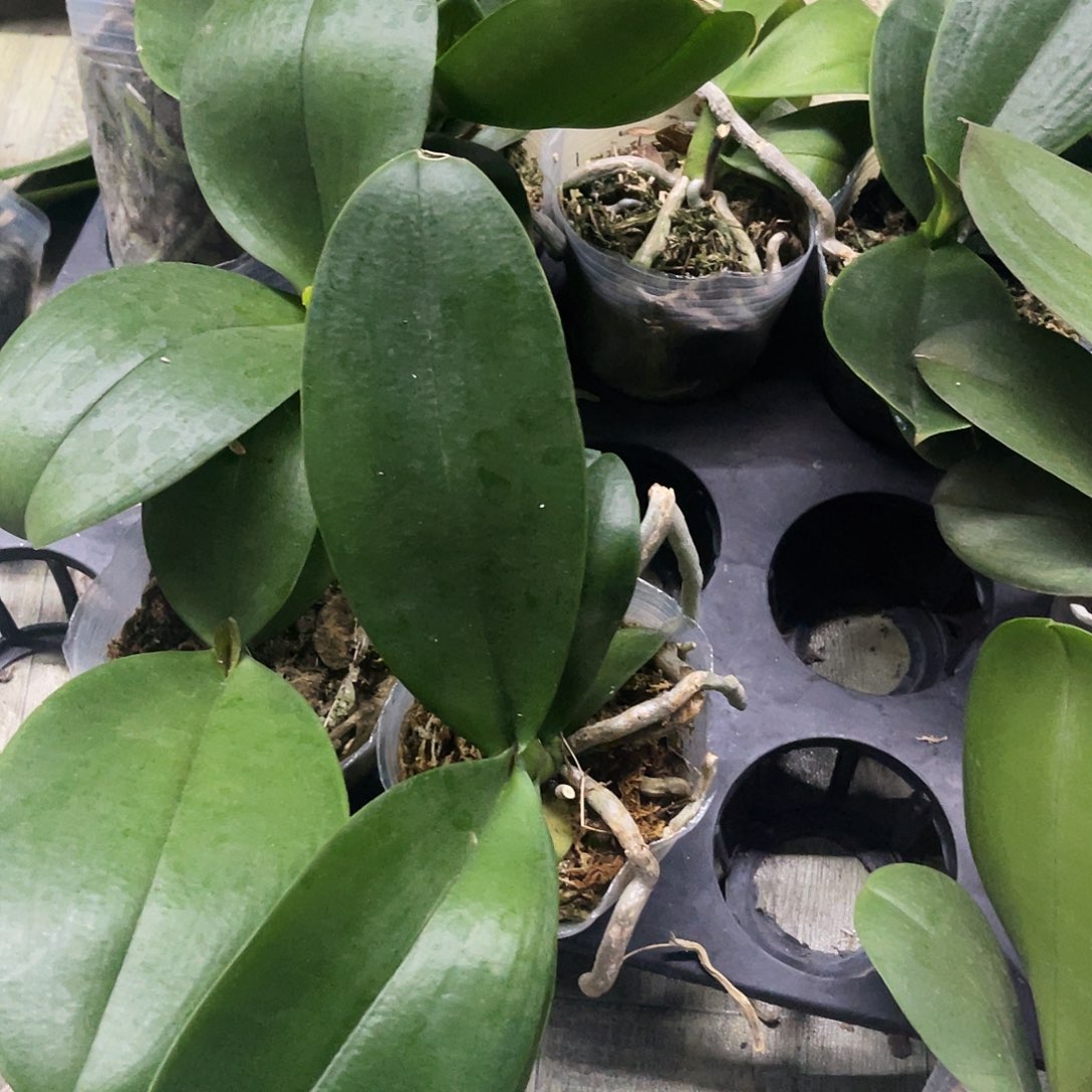当前无花栽培后可以开花蝴蝶兰弯弯实生控剑苗3.0