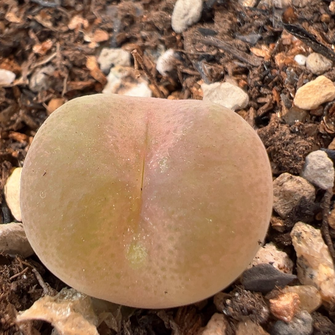 42多肉植物百科翠光