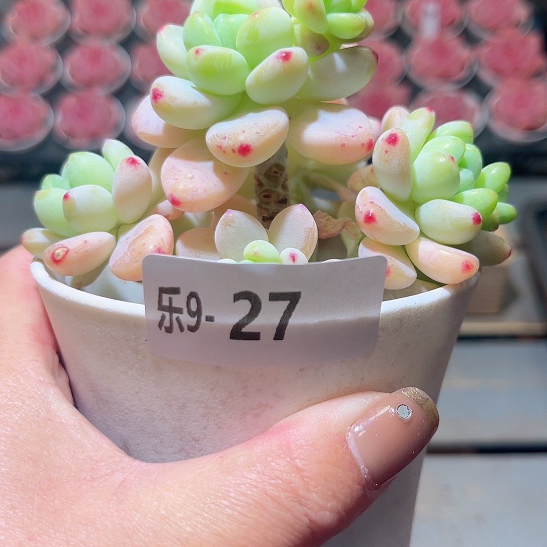 乐9-27 劳尔群不包整