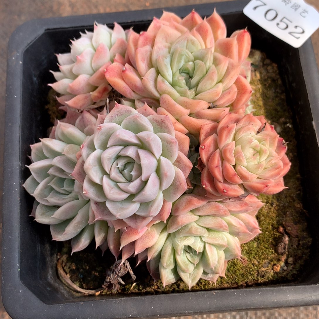 7052杂交精品基地12厘米