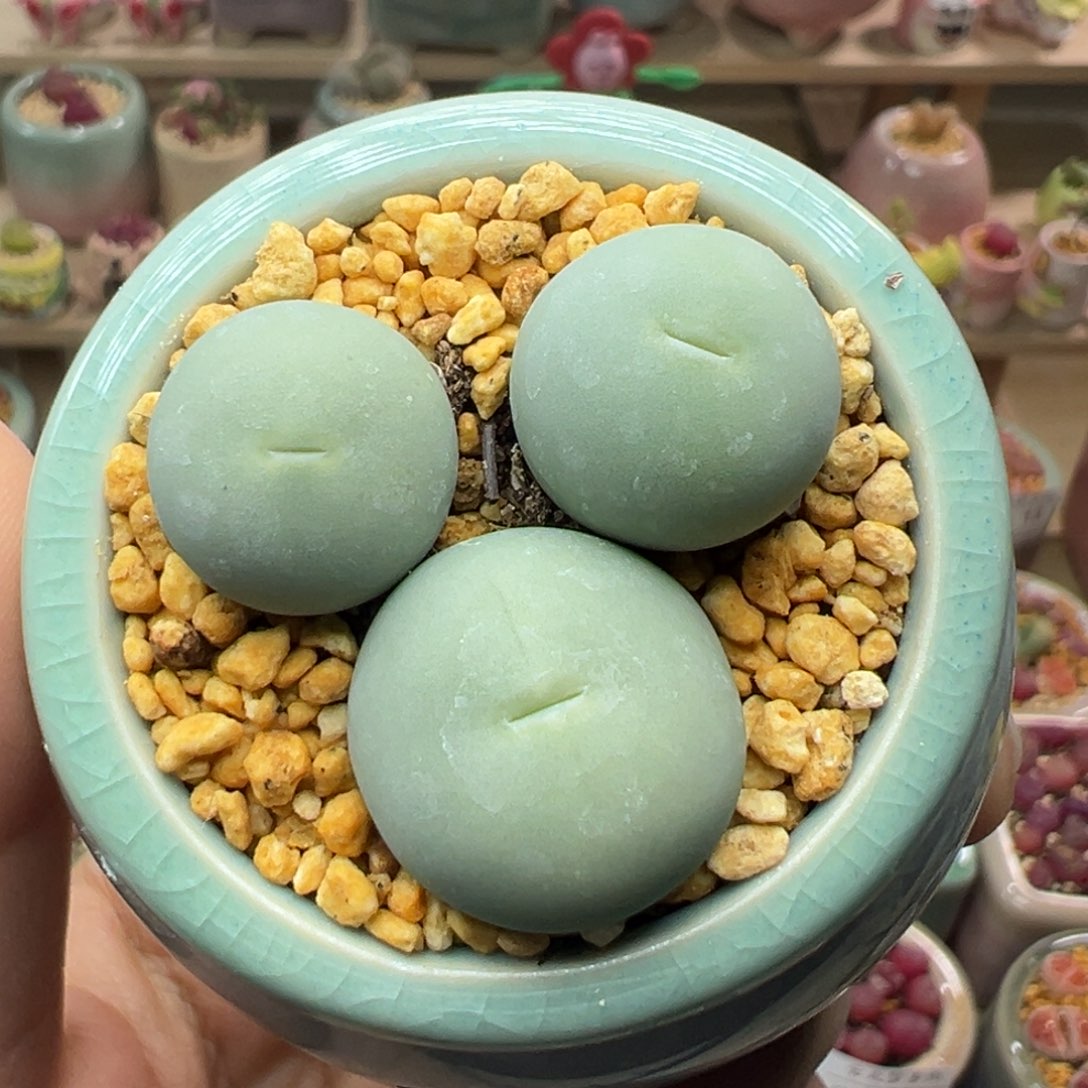 多肉植物28号鸽子蛋