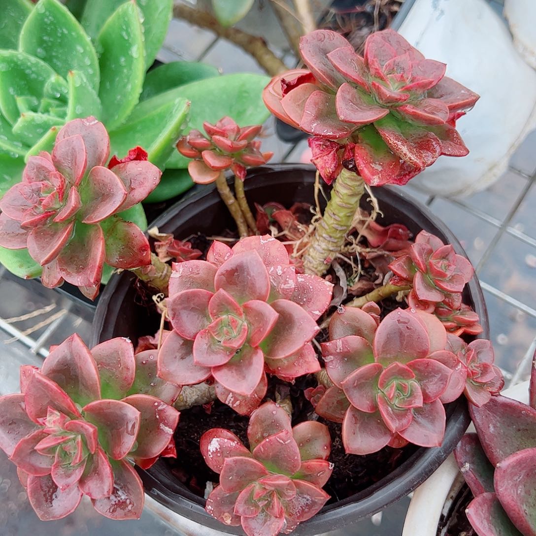 巧克力玫瑰多头造型精品