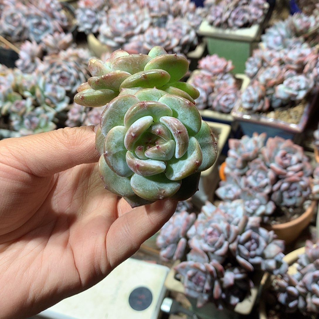 铲屎官哈哈哈哈哈哈哈哈