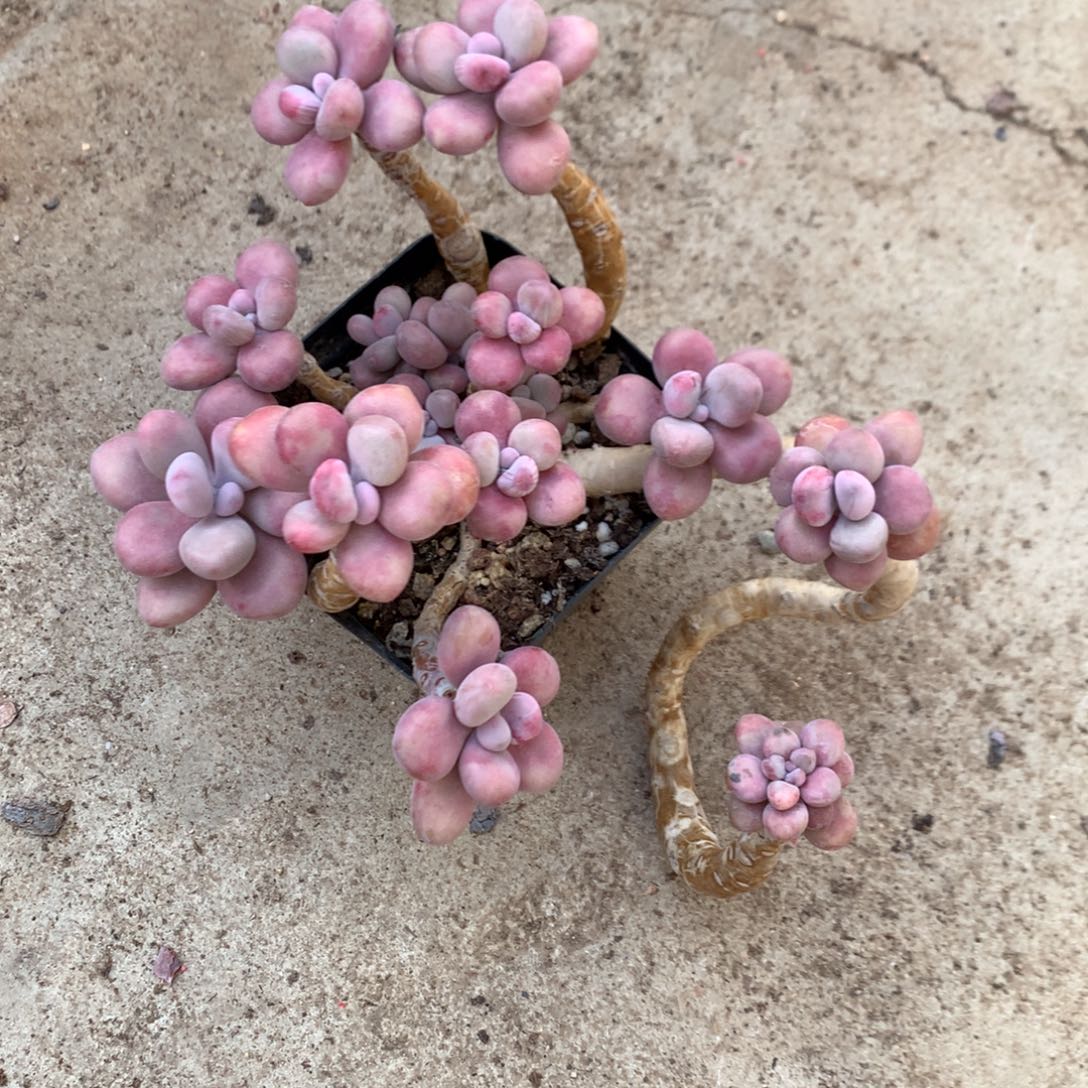 桃蛋老桩不带盆11号