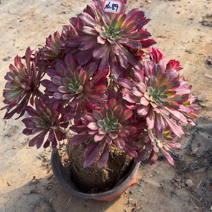 16-89雪姬多肉植物