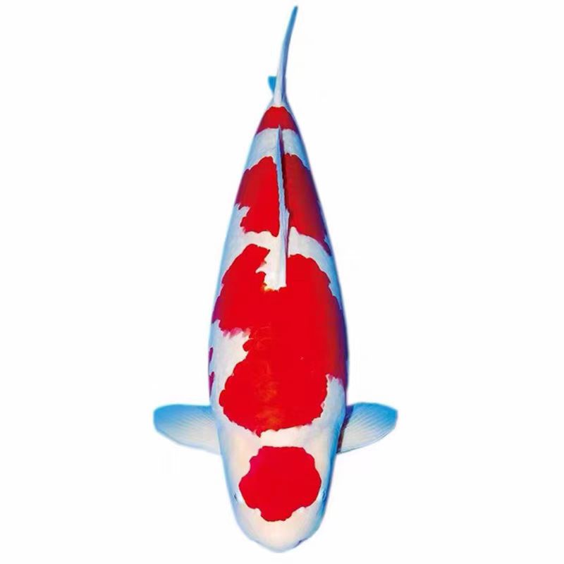 一物一拍 大正红白 黑金 资金 黄金 具体以直播间展示为准 