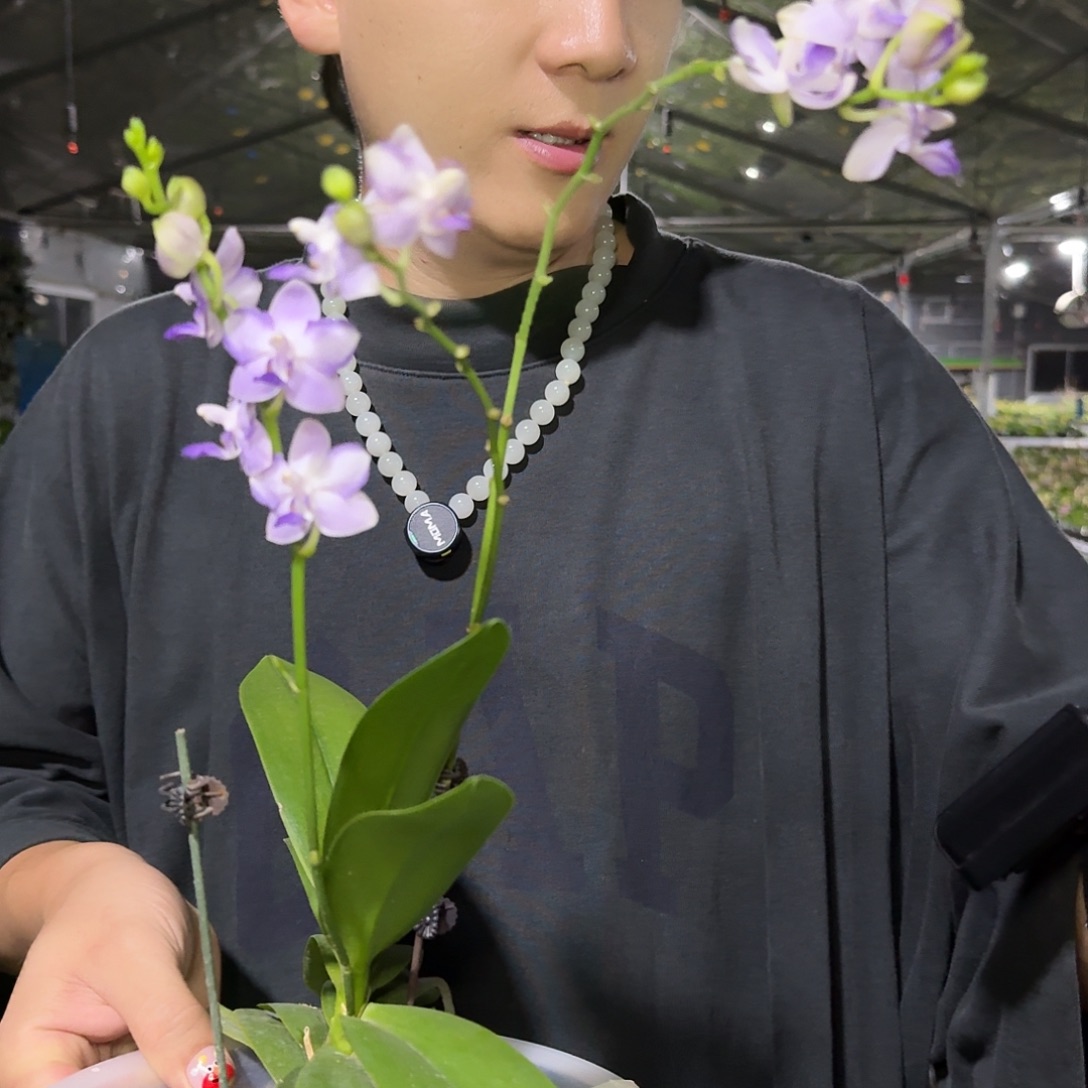 当前无花栽培后可以开花苏博特 8寸开花 瑕疵