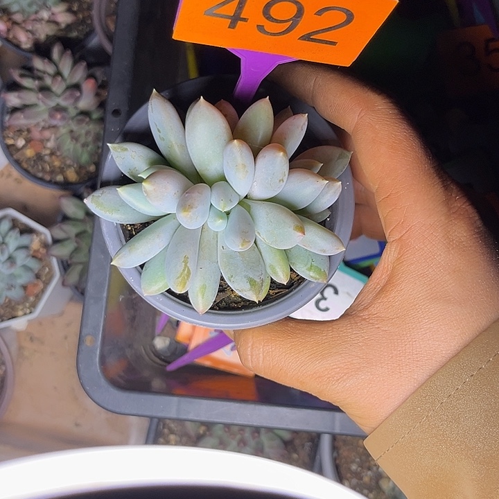 多肉植物胖体哥特4