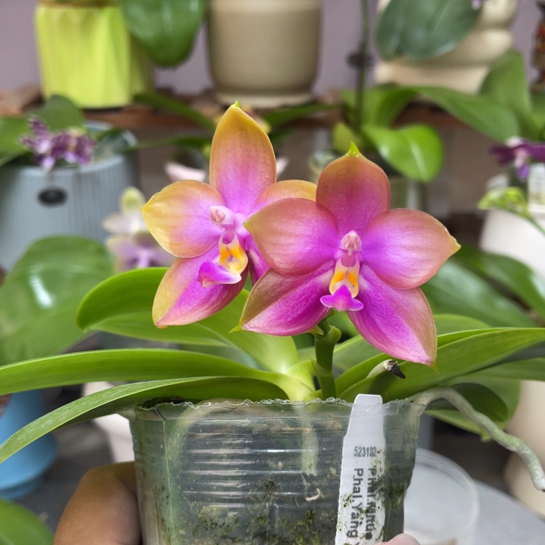 完全开放11111111111