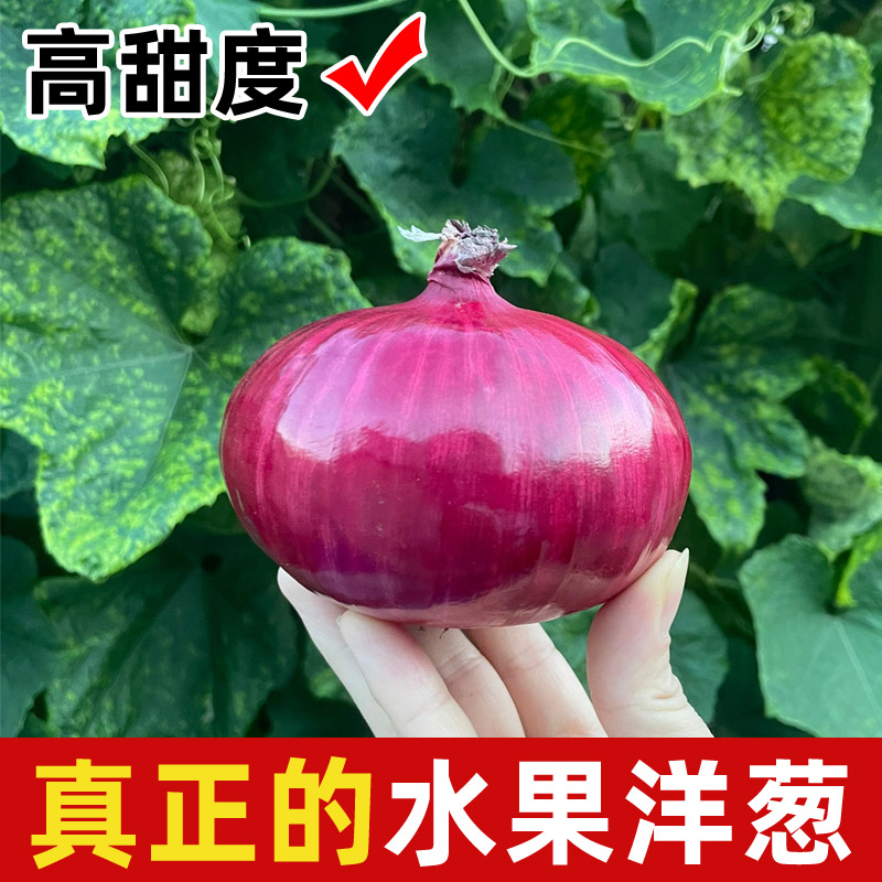 （正宗扁平）二红水果扁洋葱微辣微甜可以直接生吃洋葱农家自种 5斤