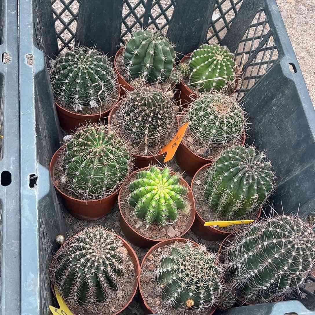 彩草10送1脱土，偏远不包邮