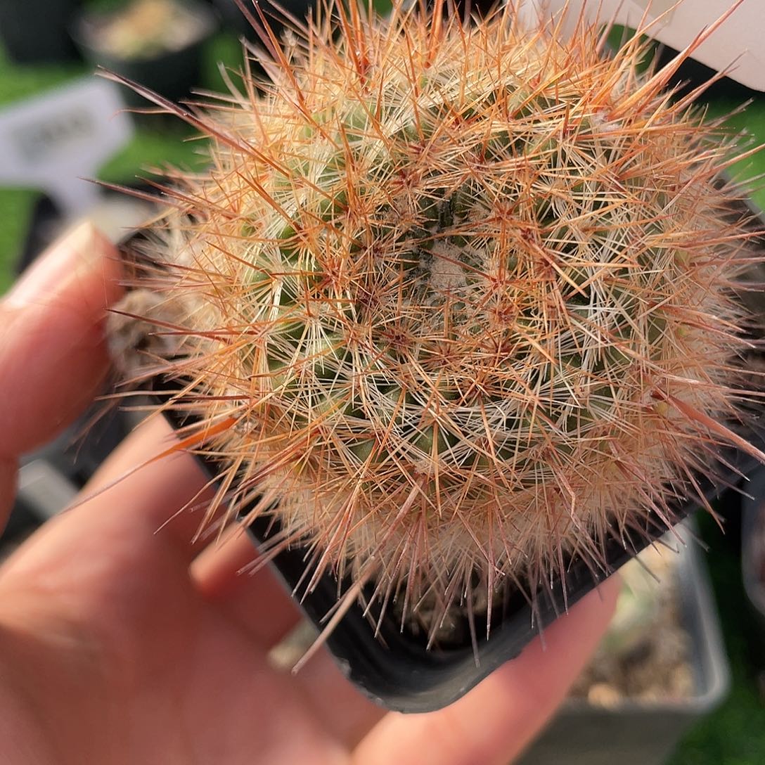 7703 南国玉属实生