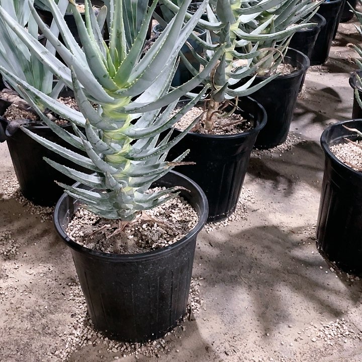 芦荟芦荟二岐包邮大颗
