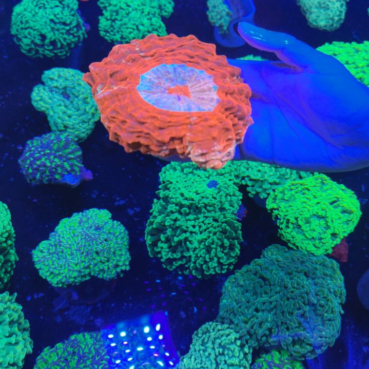 富士鸿运当头一物一拍