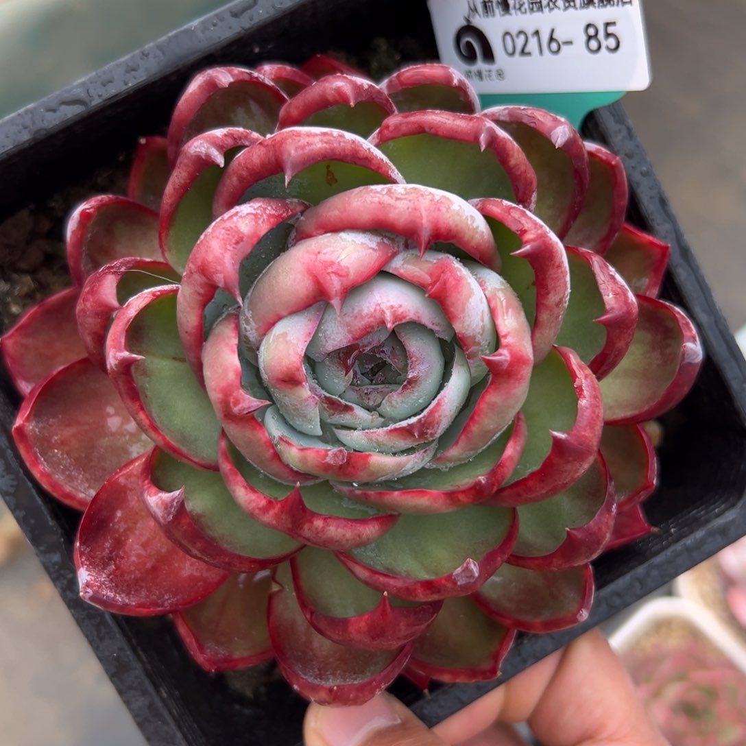 多肉一物一拍0216-85