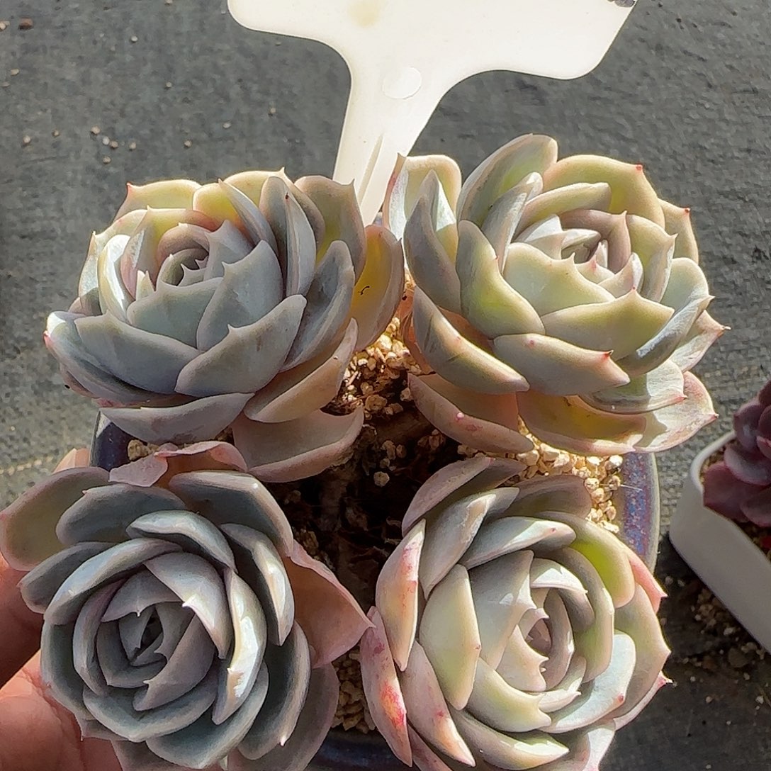 蓝色惊喜不带盆土发货