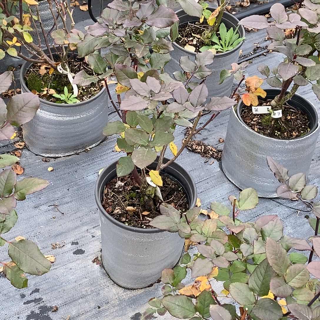 无花朵微光两加仑根结裸根