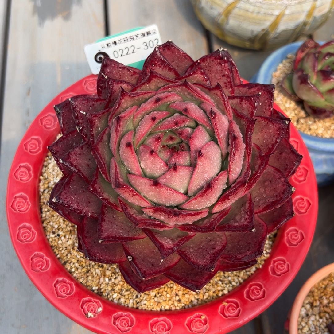 从前慢多肉精选编号0222.302