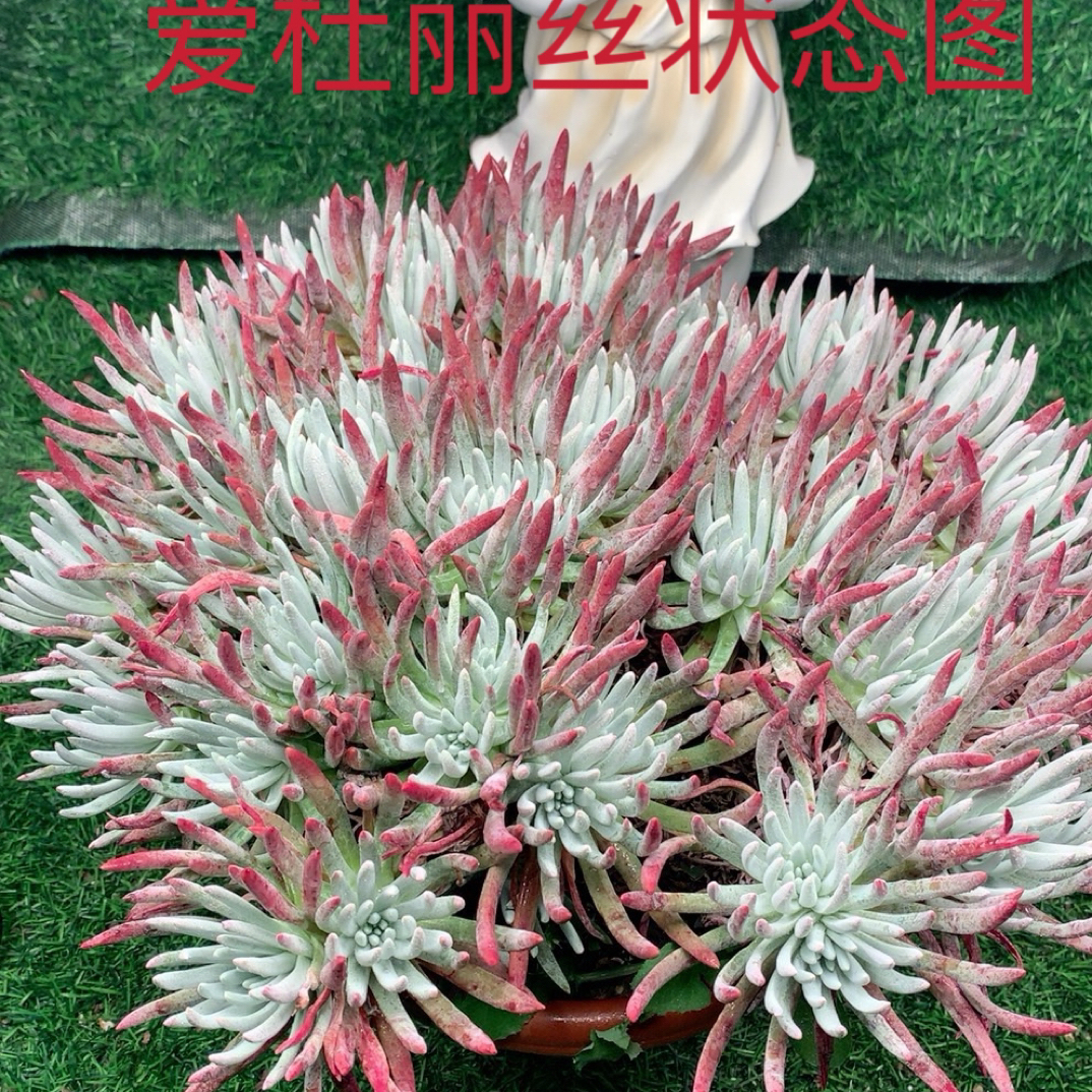 爱杜丽丝老庄冠幅20厘米左右  粗杆子清棚价多肉仙女杯