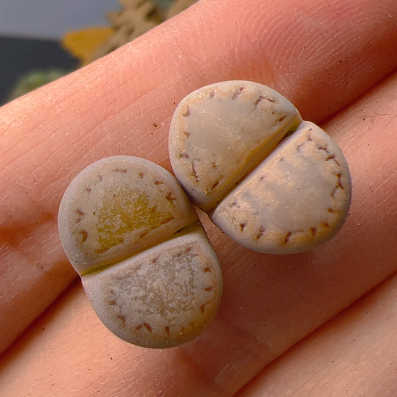 【闪购商品】0000000010