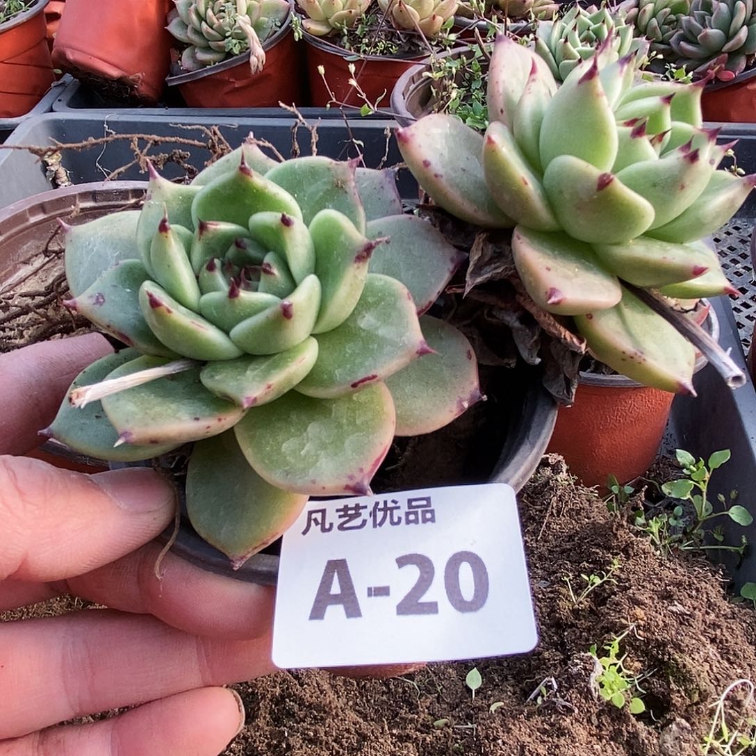 一物一拍A20满9.9包邮